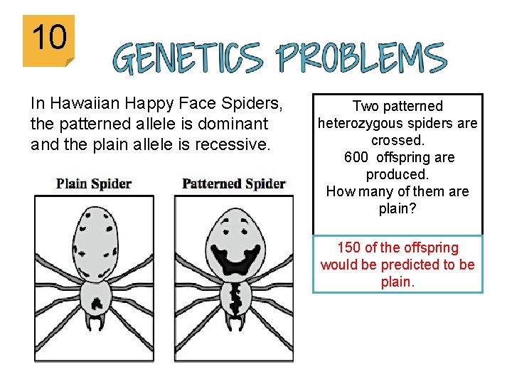 10 In Hawaiian Happy Face Spiders, the patterned allele is dominant and the plain