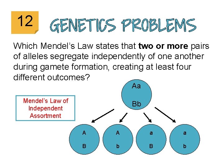 12 Which Mendel’s Law states that two or more pairs of alleles segregate independently