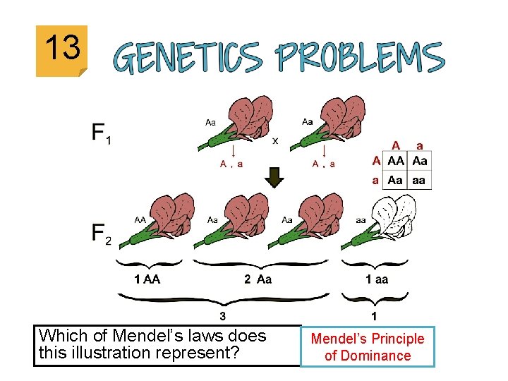 13 Which of Mendel’s laws does this illustration represent? Mendel’s Principle of Dominance 