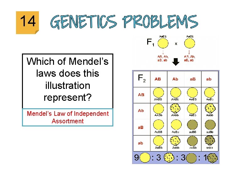 14 Which of Mendel’s laws does this illustration represent? Mendel’s Law of Independent Assortment