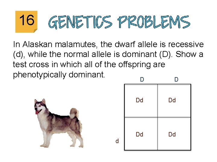 16 In Alaskan malamutes, the dwarf allele is recessive (d), while the normal allele