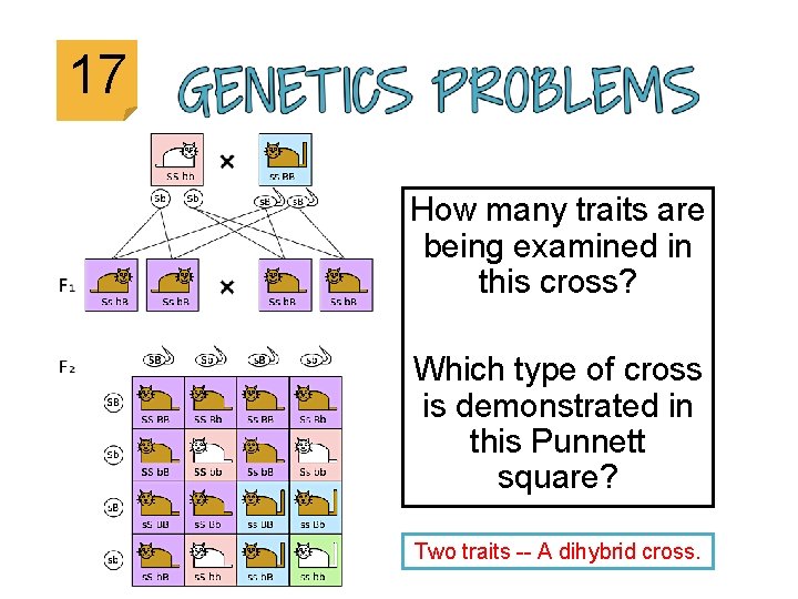 17 How many traits are being examined in this cross? Which type of cross