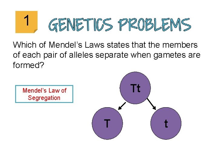 1 Which of Mendel’s Laws states that the members of each pair of alleles