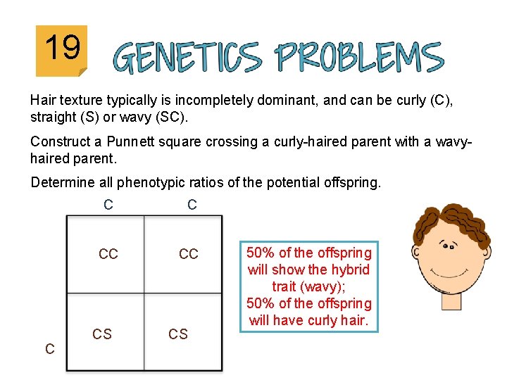 19 Hair texture typically is incompletely dominant, and can be curly (C), straight (S)