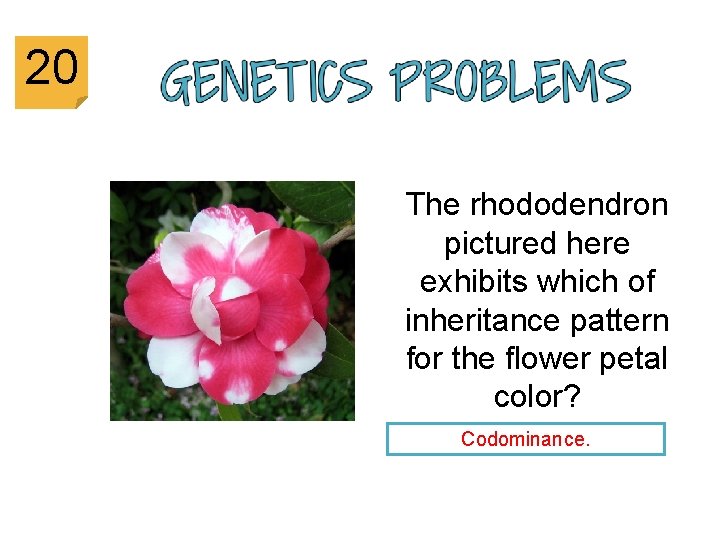 20 The rhododendron pictured here exhibits which of inheritance pattern for the flower petal