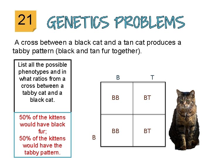 21 A cross between a black cat and a tan cat produces a tabby