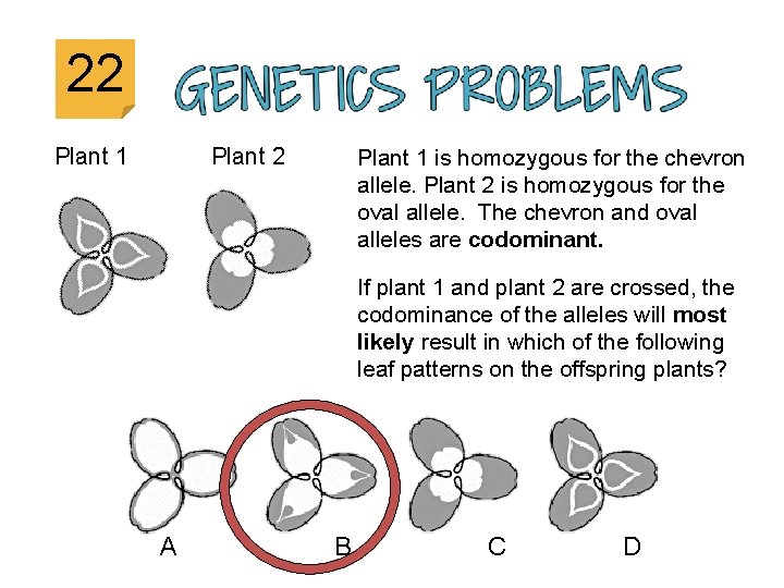 22 Plant 1 Plant 2 Plant 1 is homozygous for the chevron allele. Plant