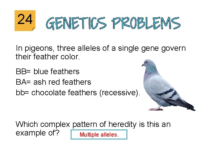 24 In pigeons, three alleles of a single gene govern their feather color. BB=