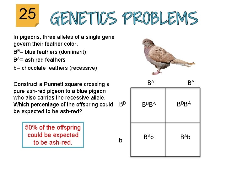 25 In pigeons, three alleles of a single gene govern their feather color. BB=