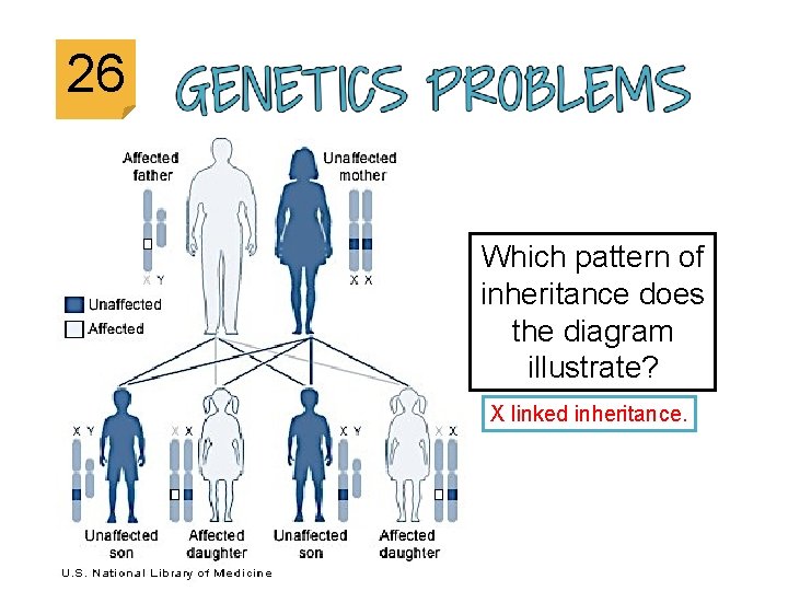 26 Which pattern of inheritance does the diagram illustrate? X linked inheritance. 