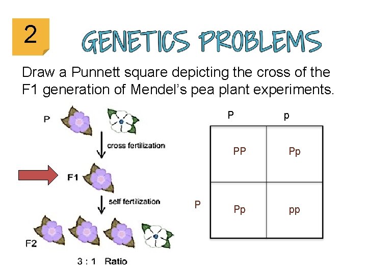 2 Draw a Punnett square depicting the cross of the F 1 generation of