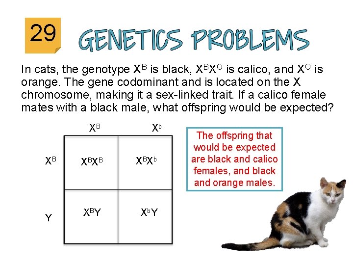 29 In cats, the genotype XB is black, XBXO is calico, and XO is