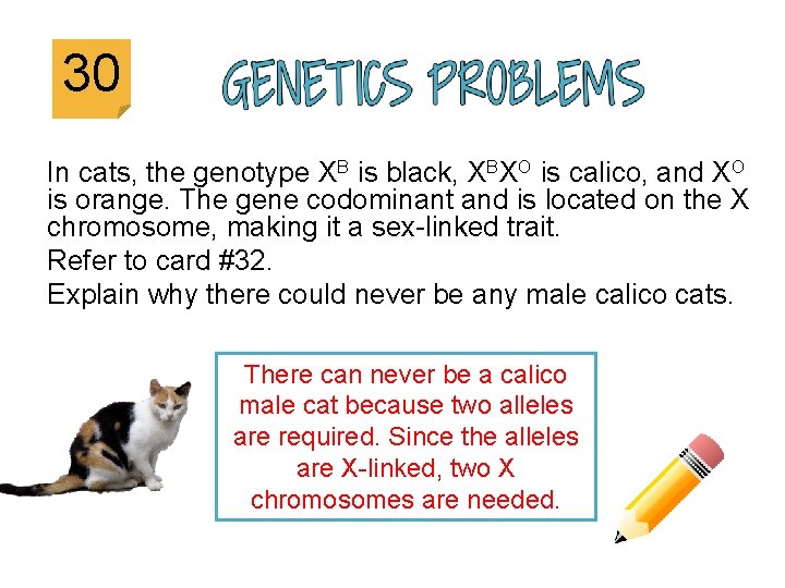 30 In cats, the genotype XB is black, XBXO is calico, and XO is