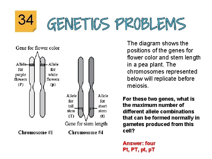 34 The diagram shows the positions of the genes for flower color and stem