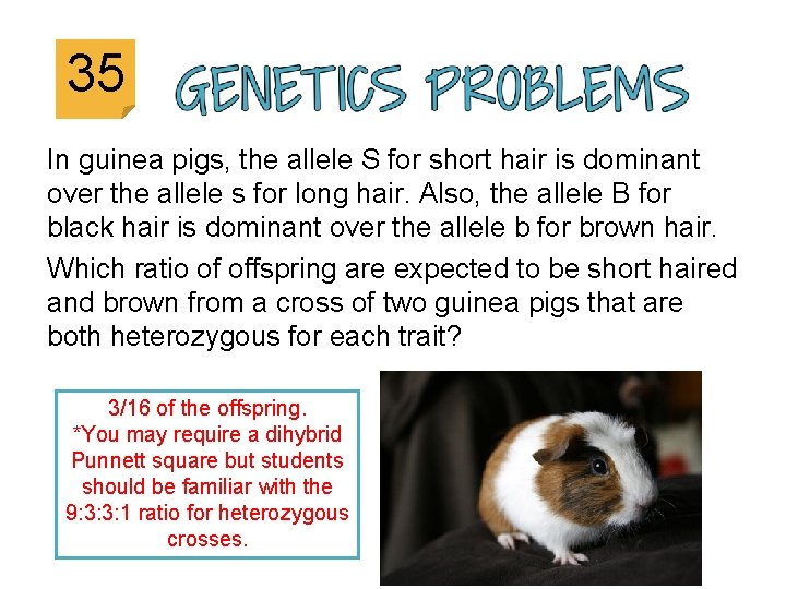 35 In guinea pigs, the allele S for short hair is dominant over the