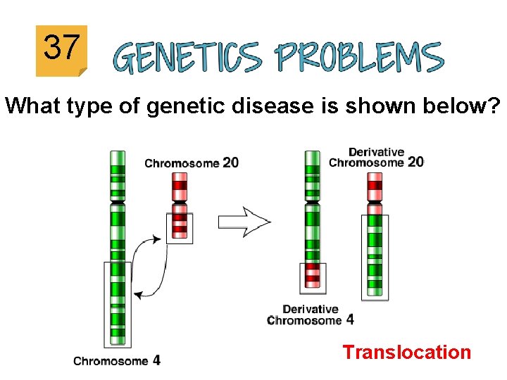 37 What type of genetic disease is shown below? Translocation 