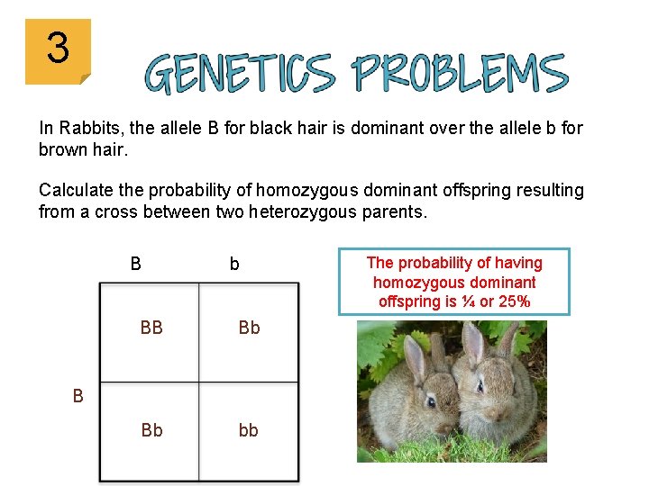 3 In Rabbits, the allele B for black hair is dominant over the allele