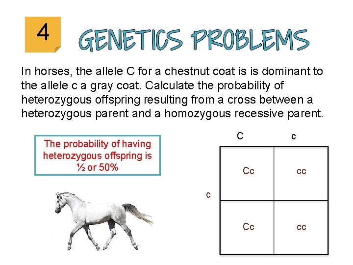 4 In horses, the allele C for a chestnut coat is is dominant to