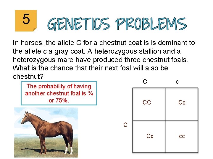 5 In horses, the allele C for a chestnut coat is is dominant to