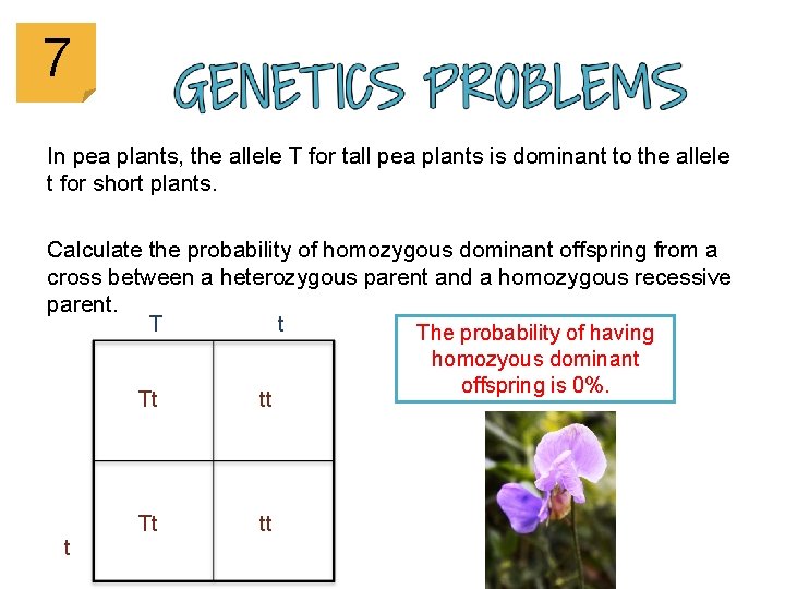 7 In pea plants, the allele T for tall pea plants is dominant to