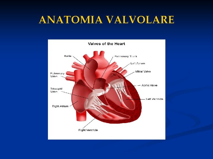 ANATOMIA VALVOLARE 