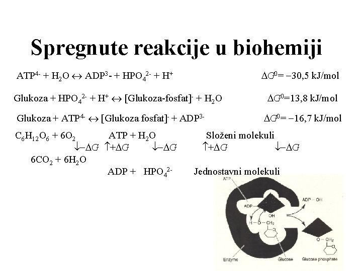 Spregnute reakcije u biohemiji ATP 4 - + H 2 O ADP 3 -