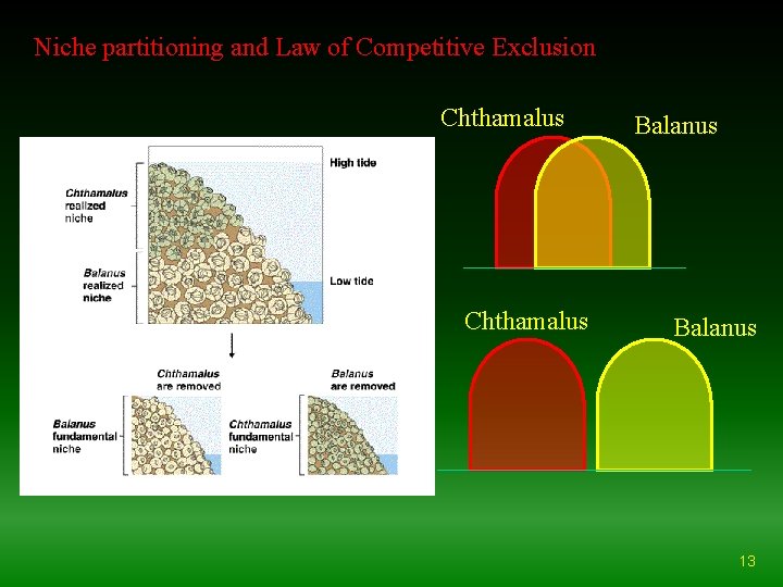 Niche partitioning and Law of Competitive Exclusion Chthamalus Balanus 13 