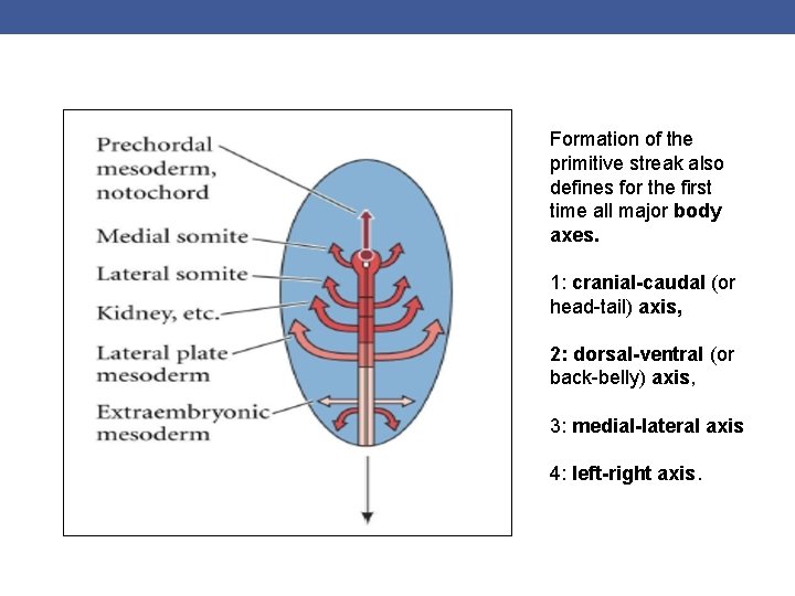 Formation of the primitive streak also defines for the first time all major body