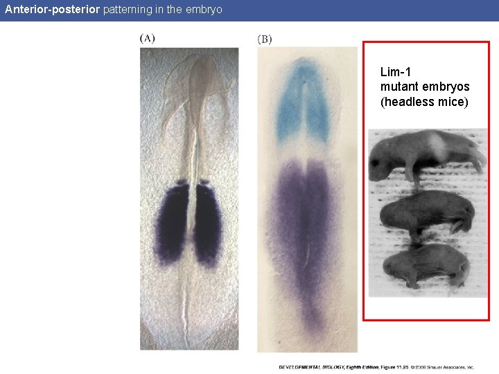 Anterior-posterior patterning in the embryo Lim-1 mutant embryos (headless mice) 