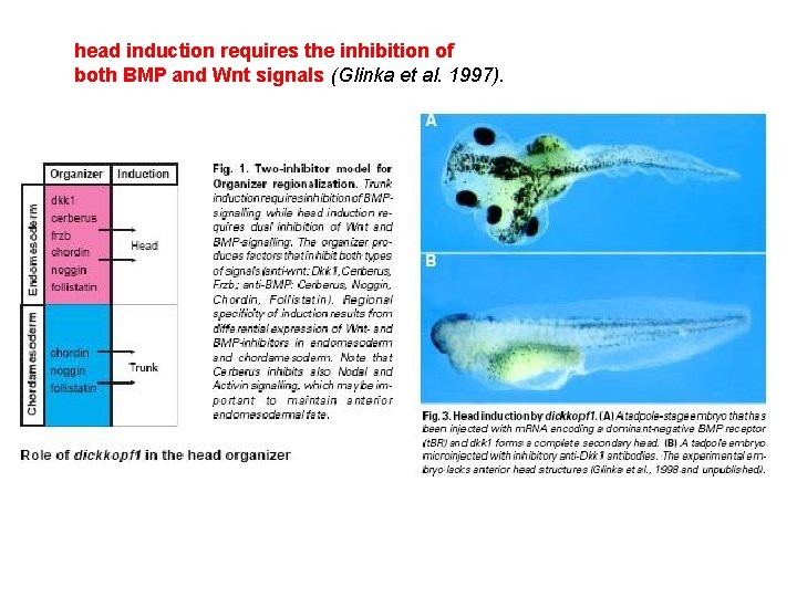  0** head induction requires the inhibition of both BMP and Wnt signals (Glinka