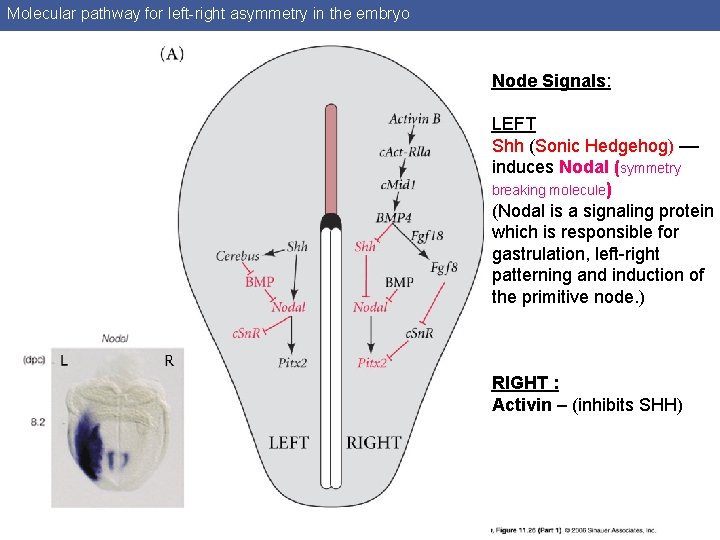 Molecular pathway for left-right asymmetry in the embryo Node Signals: LEFT Shh (Sonic Hedgehog)