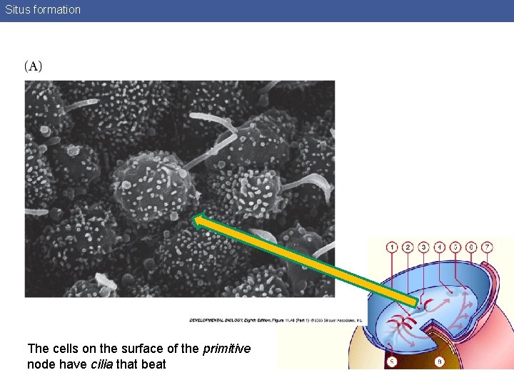 Situs formation The cells on the surface of the primitive node have cilia that