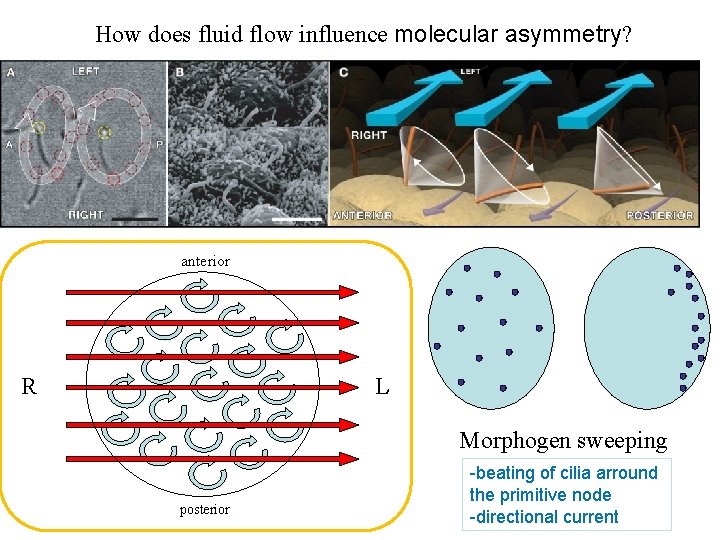 How does fluid flow influence molecular asymmetry? anterior R L Morphogen sweeping posterior -beating