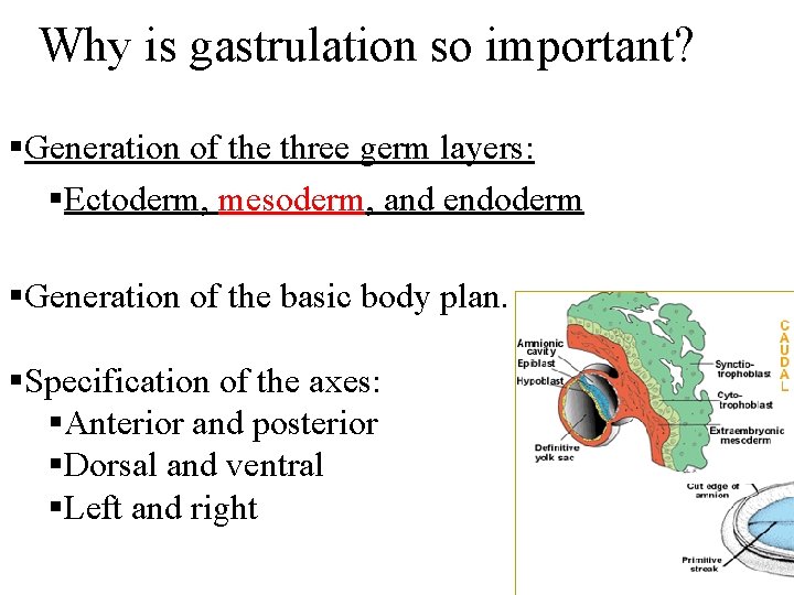 Why is gastrulation so important? §Generation of the three germ layers: §Ectoderm, mesoderm, and