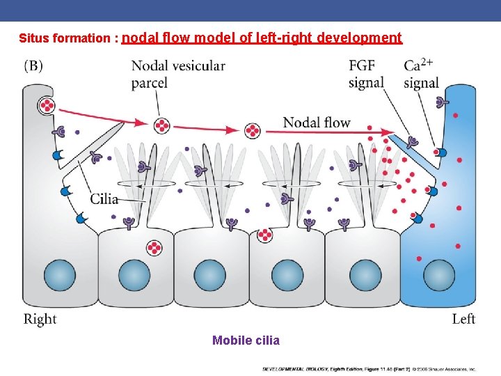 Situs formation : nodal flow model of left-right development Mobile cilia 