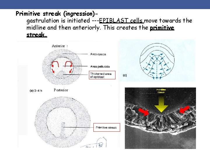 Primitive streak (ingression)gastrulation is initiated ---EPIBLAST cells move towards the midline and then anteriorly.