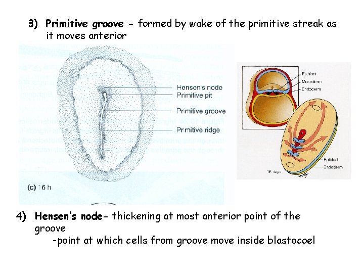 3) Primitive groove - formed by wake of the primitive streak as it moves