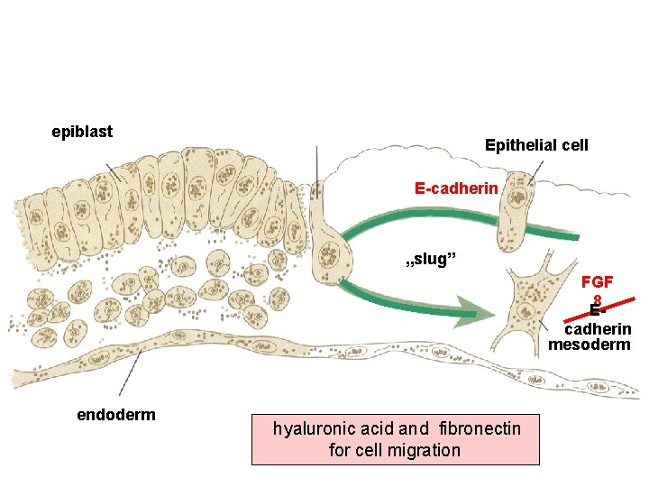 epiblast Epithelial cell E-cadherin „slug” FGF 8 Ecadherin mesoderm endoderm hyaluronic acid and fibronectin