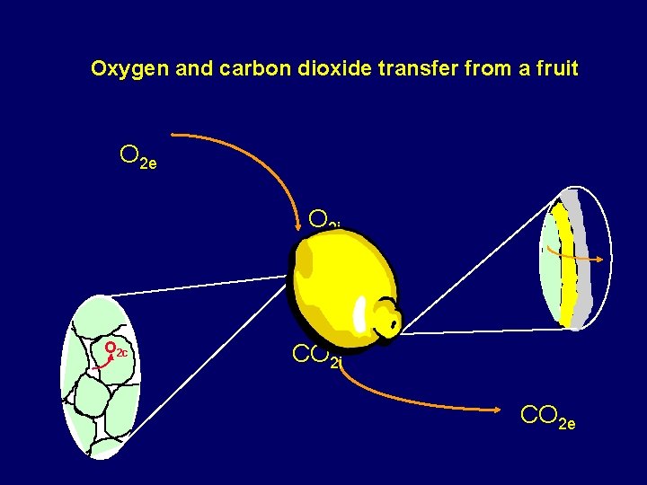 Oxygen and carbon dioxide transfer from a fruit O 2 e O 2 i Oxygen and carbon dioxide transfer from a fruit O 2 e O 2 i