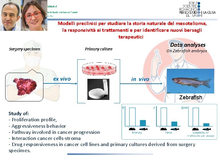 Modelli preclinici per studiare la storia naturale del mesotelioma, la responsività ai trattamenti e