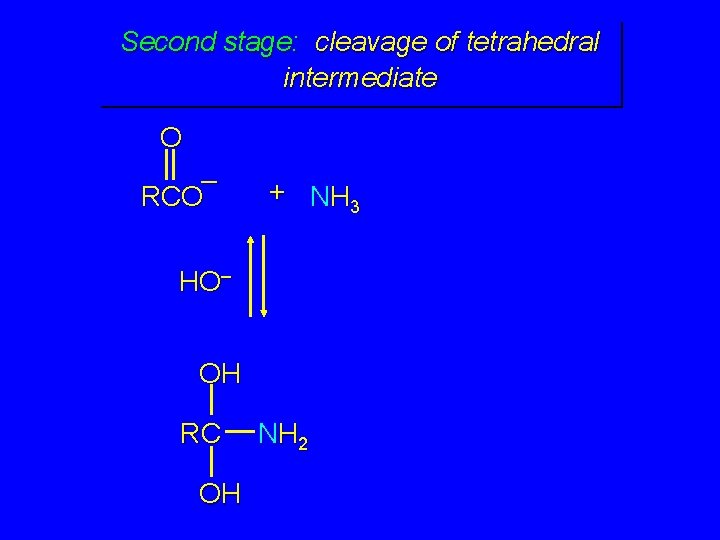 Second stage: cleavage of tetrahedral intermediate O – RCO + NH 3 HO– OH