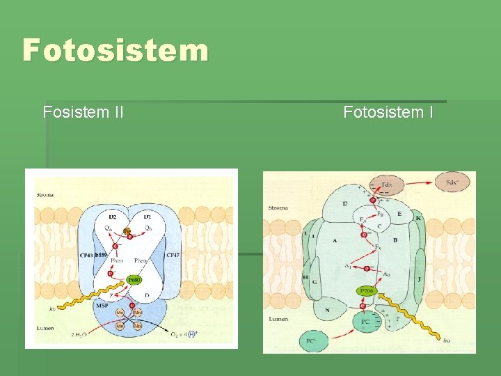 Fotosistem Fosistem II Fotosistem I 