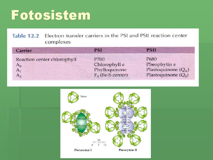 Fotosistem 