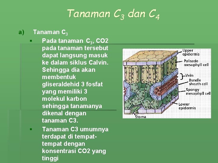Tanaman C 3 dan C 4 a) Tanaman C 3 § Pada tanaman C
