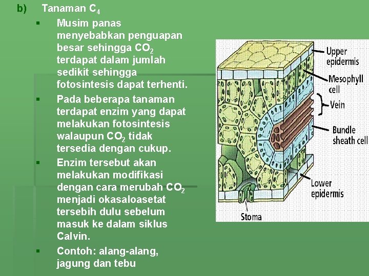 b) Tanaman C 4 § Musim panas menyebabkan penguapan besar sehingga CO 2 terdapat