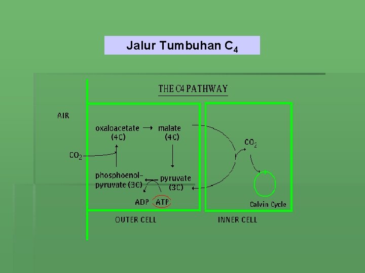 Jalur Tumbuhan C 4 