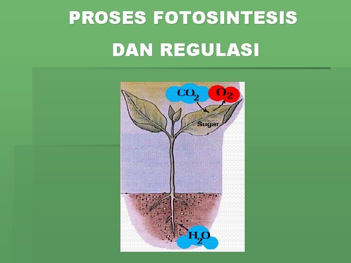 PROSES FOTOSINTESIS DAN REGULASI 