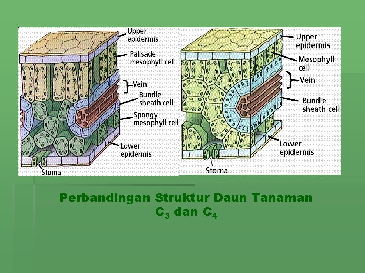 Perbandingan Struktur Daun Tanaman C 3 dan C 4 