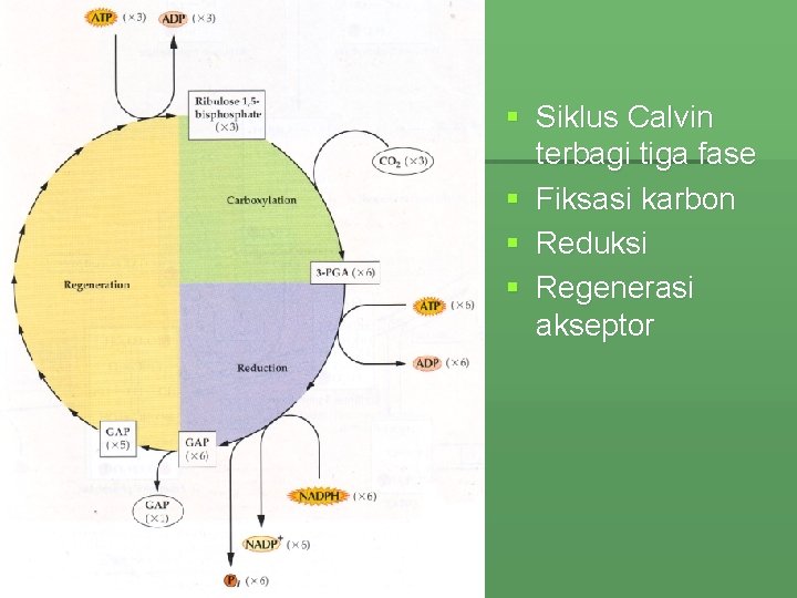 § Siklus Calvin terbagi tiga fase § Fiksasi karbon § Reduksi § Regenerasi akseptor