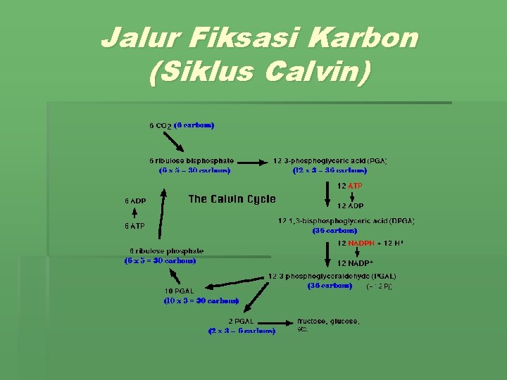 Jalur Fiksasi Karbon (Siklus Calvin) 